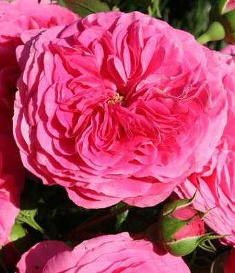 BARONESSE ШТ 90-100