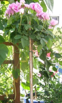 BARONESSE ШТ 90-100