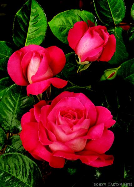 BARONNE DE ROTHSCHILD ШТ 100-120