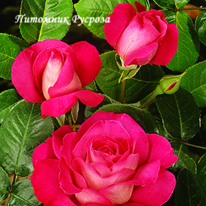 BARONNE DE ROTHSCHILD ШТ 100-120