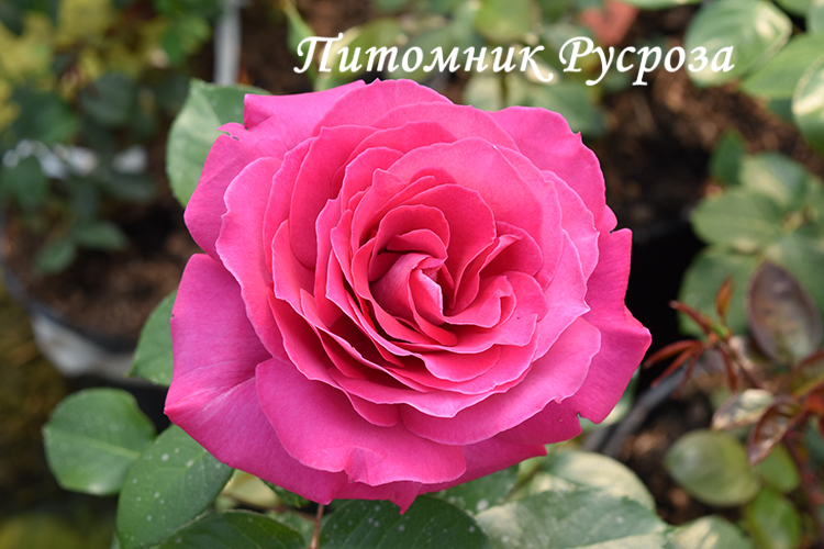 BARONNE DE ROTHSCHILD ШТ 100-120