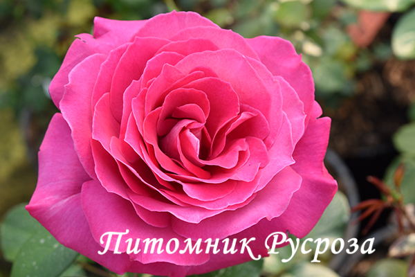 BARONNE DE ROTHSCHILD ШТ 100-120