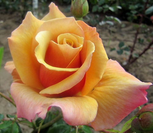 BELLE EPOQUE ШТ 80-110