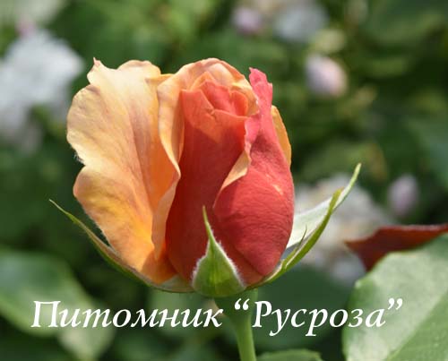 BELLE EPOQUE ШТ 80-110