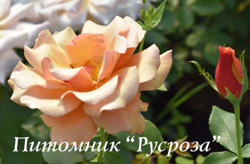 BELLE EPOQUE ШТ 80-110