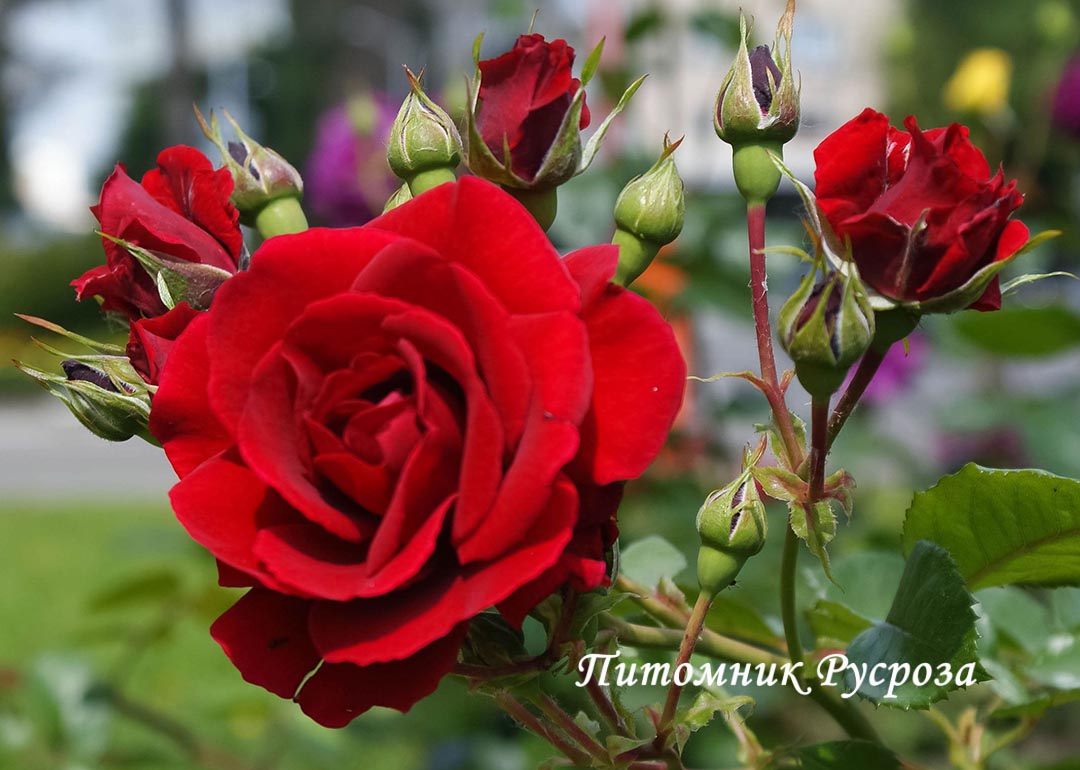 BELLE MEILLANDINA ШТ 40-50