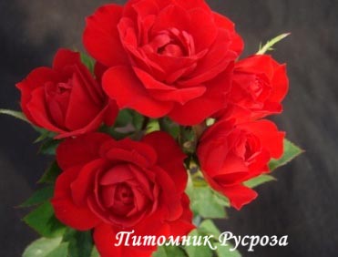 BELLE MEILLANDINA ШТ 40-50