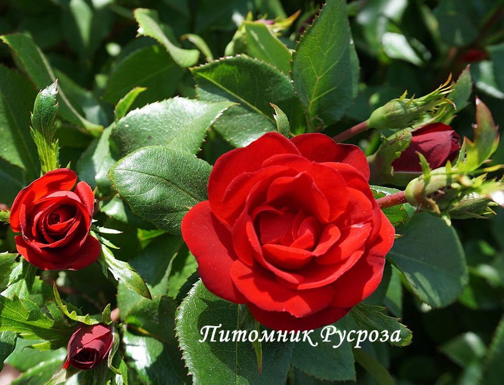 BELLE MEILLANDINA ШТ 40-50