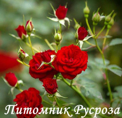 BELLE MEILLANDINA ШТ 40-50