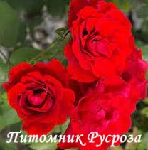 BELLE MEILLANDINA ШТ 40-50