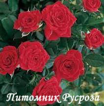 BELLE MEILLANDINA ШТ 40-50