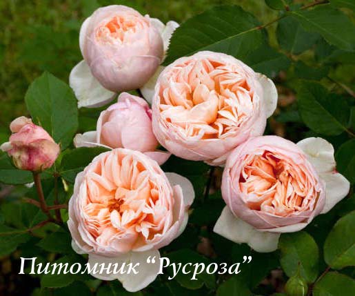 BELLE ROMANTICA ШТ 80-110