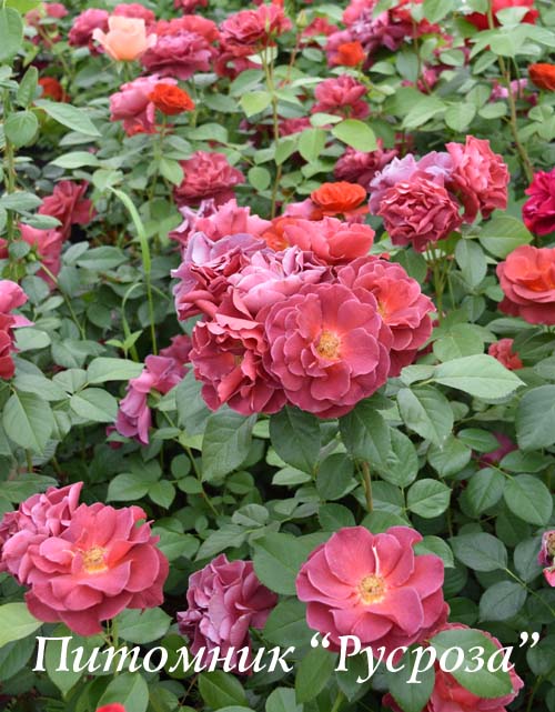 BROWN VELVET (MACULTRA)