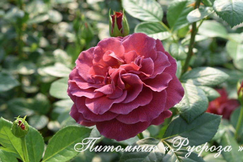 BROWN VELVET (MACULTRA)