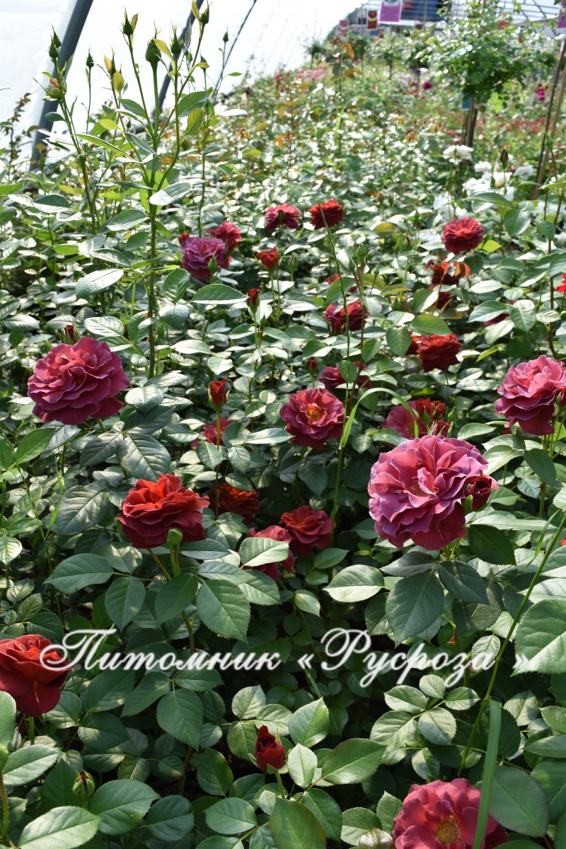 BROWN VELVET (MACULTRA)