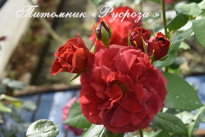 BROWN VELVET (MACULTRA)