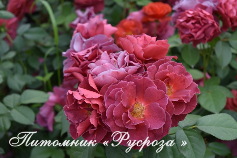 BROWN VELVET (MACULTRA)