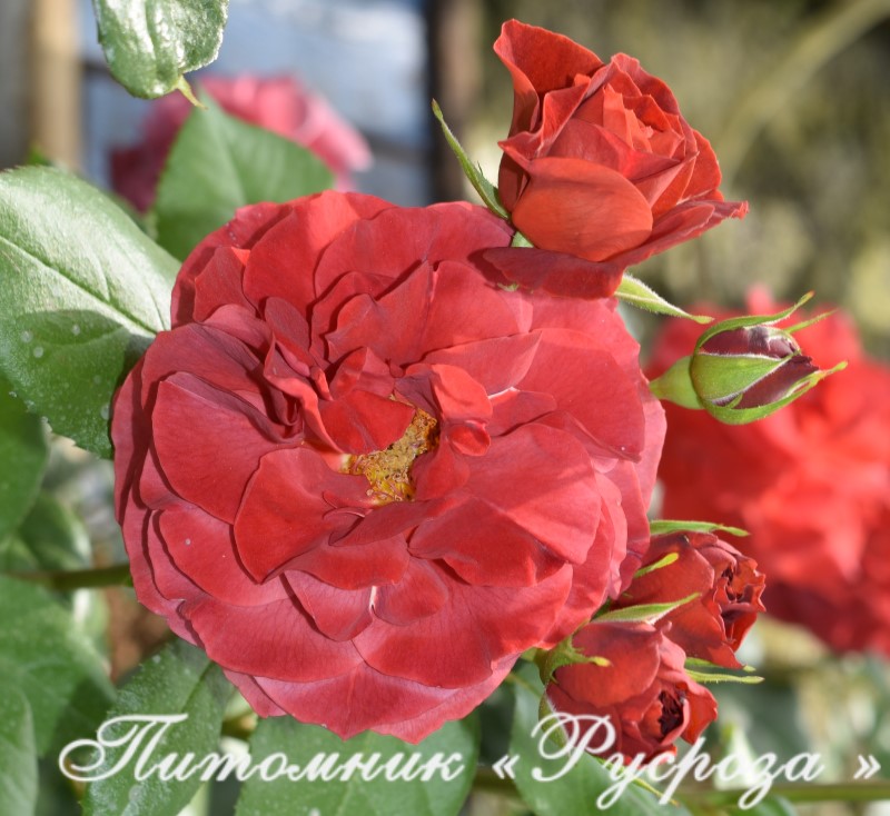 BROWN VELVET (MACULTRA)