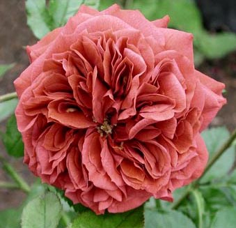 BROWN VELVET (MACULTRA)