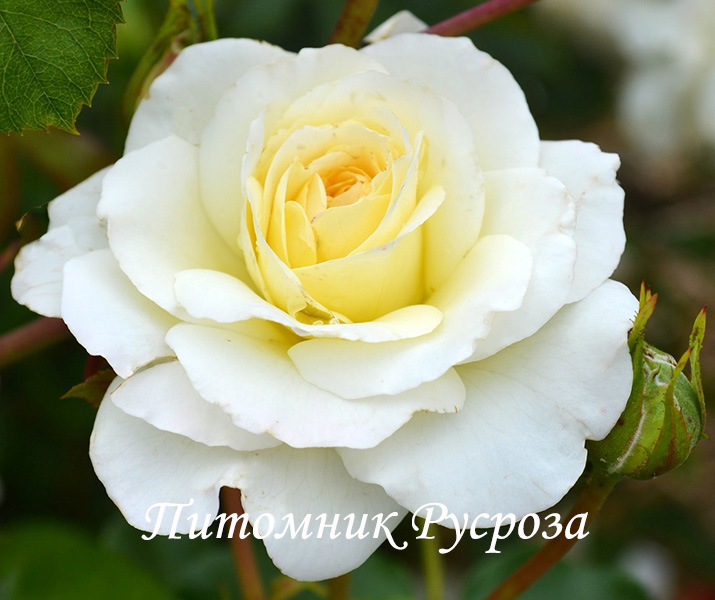 CENTENAIRE DE LOURDES BLANC