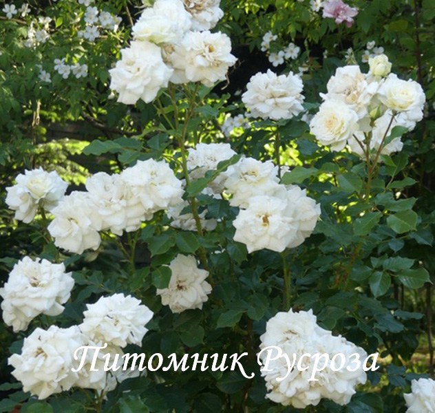 CENTENAIRE DE LOURDES BLANC