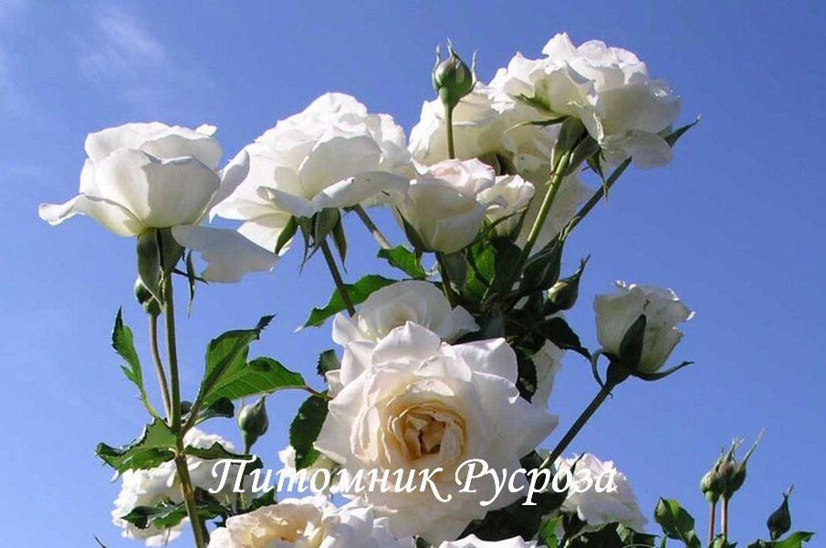 CENTENAIRE DE LOURDES BLANC