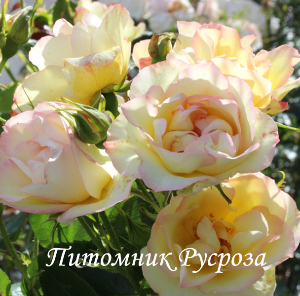 CENTENAIRE DE LOURDES JAUNE