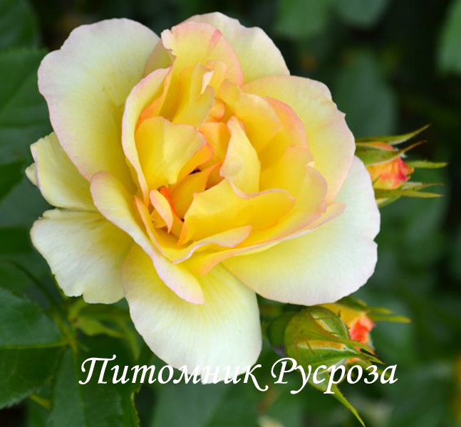 CENTENAIRE DE LOURDES JAUNE