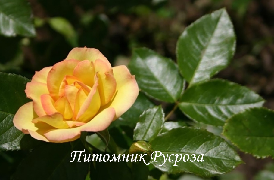 CENTENAIRE DE LOURDES JAUNE