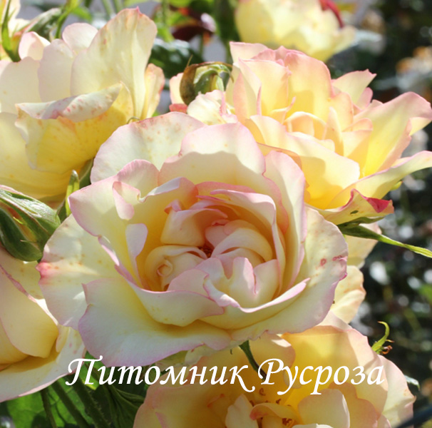 CENTENAIRE DE LOURDES JAUNE