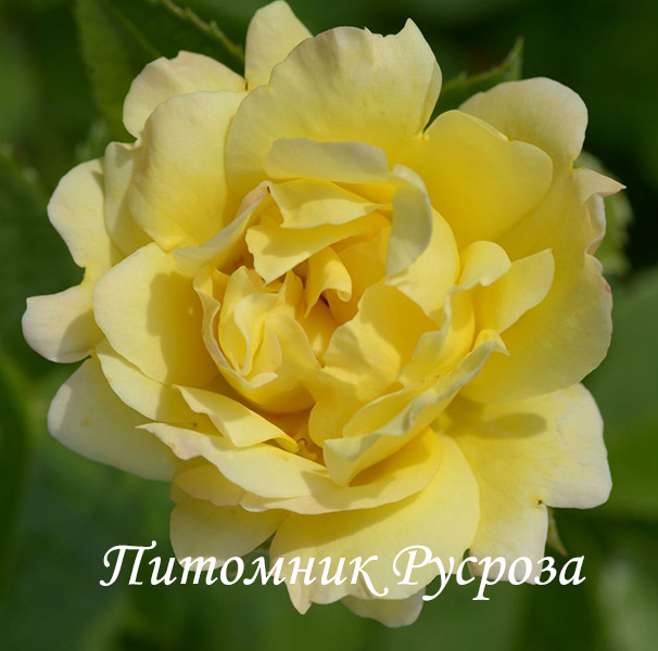 CENTENAIRE DE LOURDES JAUNE