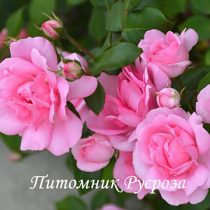 CENTENAIRE DE LOURDES ROSE