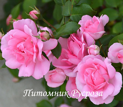 CENTENAIRE DE LOURDES ROSE