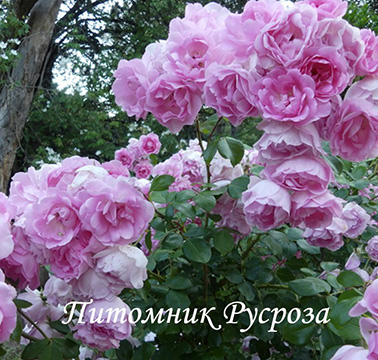 CENTENAIRE DE LOURDES ROSE