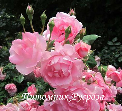 CENTENAIRE DE LOURDES ROSE