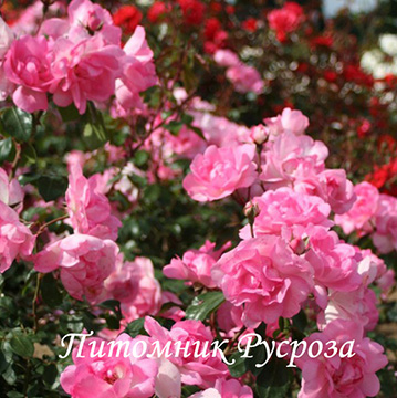 CENTENAIRE DE LOURDES ROSE
