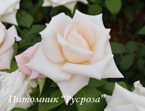 ANNA