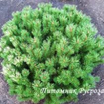 Сосна горная 