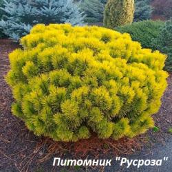 Сосна горная 