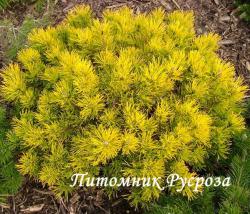 Сосна горная 