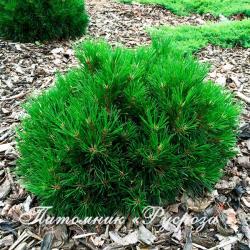 Сосна горная 