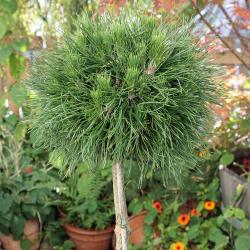 Сосна горная 