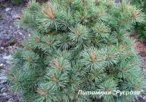 Сосна густоцветковая 