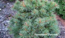 Сосна густоцветковая 