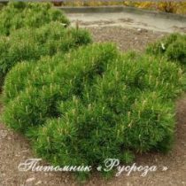 Сосна горная 