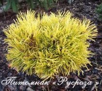 Сосна горная 