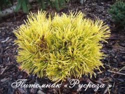 Сосна горная 