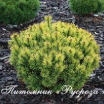 Сосна горная 