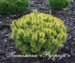 Сосна горная 