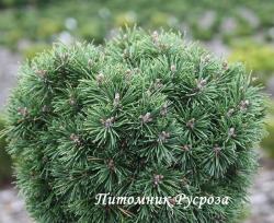 Сосна горная 